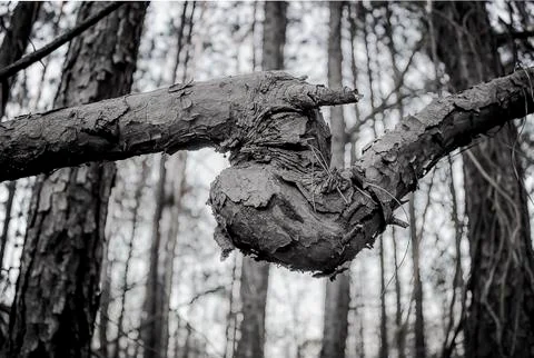 Treebranch 写真素材