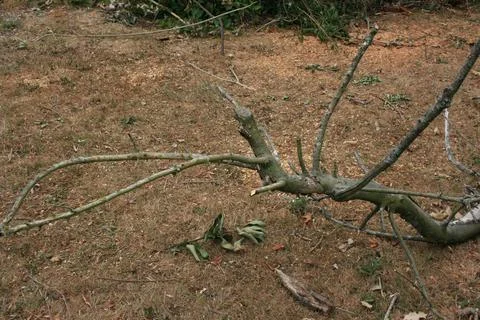 Treebranch Stock Photos