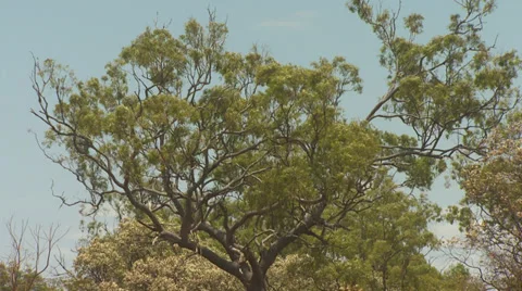 Treebranches Rustle Stockbeeldmateriaal 35175918