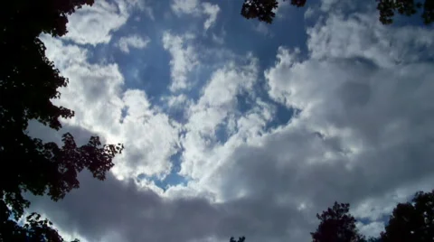 Tree&amp;clouds Stock Footage 450834