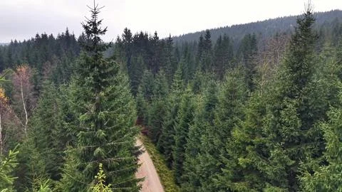 Treecovered Route Under Cloudy Sky, Mapping Team Explores Lush Canopy Along Foto stock