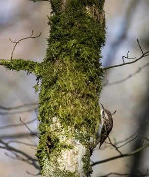 Treecreeper bird climbing moss covered tree trunk Stock Photos