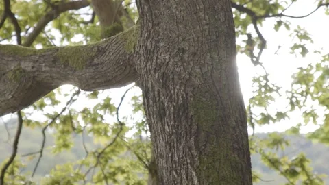Treecreeper bird climing tree overlooking Windermere lake, lake district Video stock 155225928
