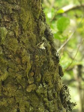 Treecreeper Blending In Stock Photos