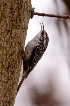 Treecreeper Climbing A Tree Stock Photos