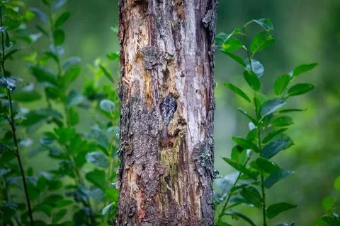 Treecreeper Stock Photos