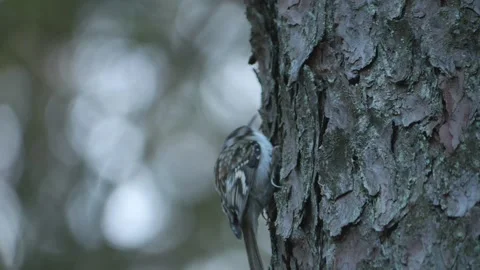 Treecreeper Slowly Climbs Tree Trunk Looking for Food, Bokeh, Close Up 스톡 동영상 274481192