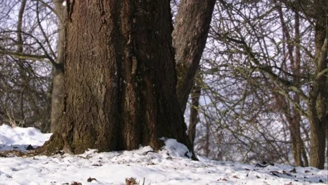 Treecreeper on snowy tree trunk Stock Footage 321055340