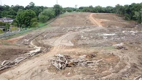 Treecutdown Stock Footage 91925604