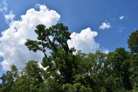 Treed Cloudscape at Deep Cut Gardens -02 Stock Photos
