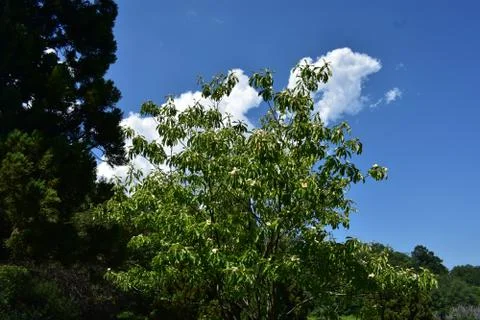 Treed Cloudscape at Deep Cut Gardens -03 Stock Photos