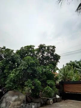 Treee manggo Stock Photos