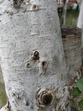 Treee texture close up Stock Photos