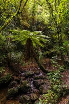 Treefern in stream Stock Photos