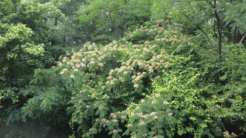 TreeFlowerShot1 DroneShot Stock Footage 243829619