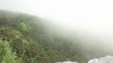 TreeFog Stock Footage 25495860