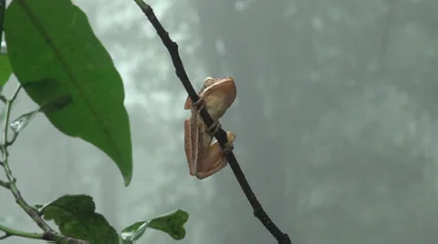 TREEFROG on branch of tree in rains at Amboli India Stock Footage 37212071