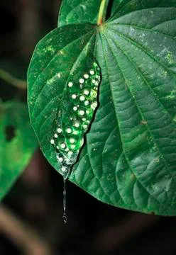 Treefrog eggs in Belize Stock Photos
