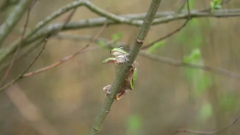 Treefrog Stock Footage 267081644