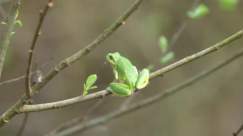 Treefrog jump Stock Footage 267081633