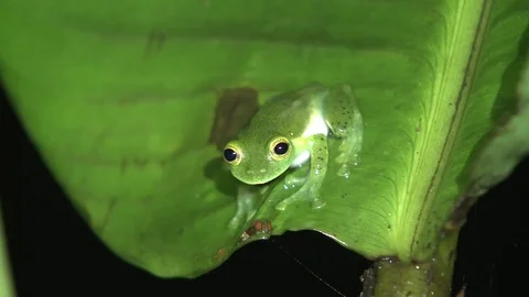 Treefrog on Large Leaf in Ecuador Cloudforest Rainforest Jungle at Night Stock Footage 85311391