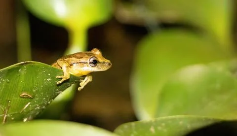 Treefrog Stock Photos