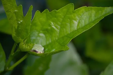 Treefrog Stock Photos
