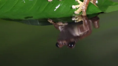 Treefrog reflection HD 動画素材 84389221