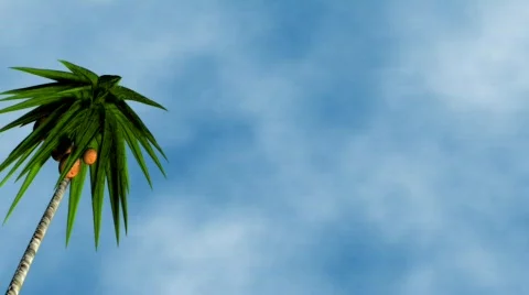 TreeHD Stock Footage 767807