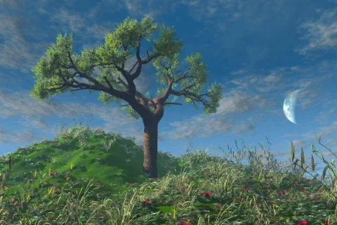 TreeHill-4 2997 Video stock 65600