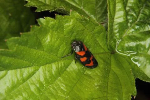 Treehopper (cercopis vulnerata) Stock Photos