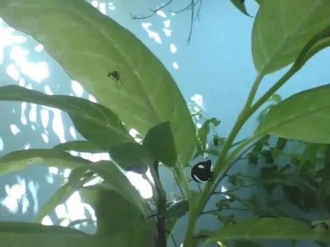 The treehopper doesn't know, but there's a spider on the leaf right next Stock Footage 166427163