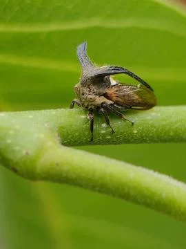 Treehopper On The Green Leaf Stock Photos