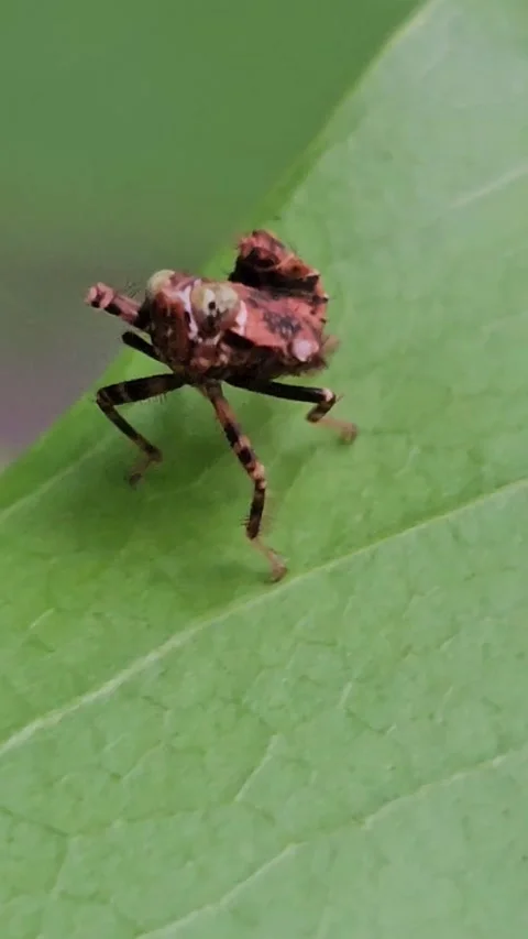 Treehopper Nymph Macro - Membracidae Nymph Close Up 스톡 동영상 345051249