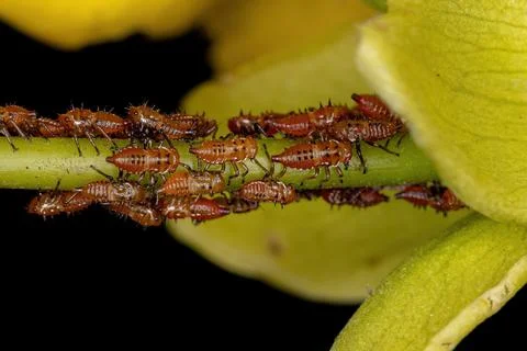 Treehopper Nymphs Insects Stock Photos