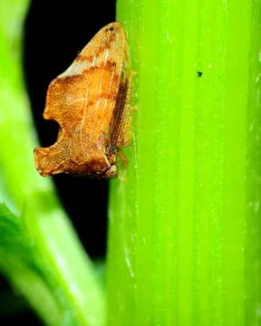 Treehopper Stock Photos