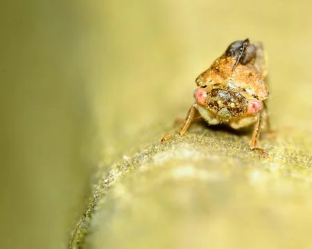 Treehopper Stock Photos