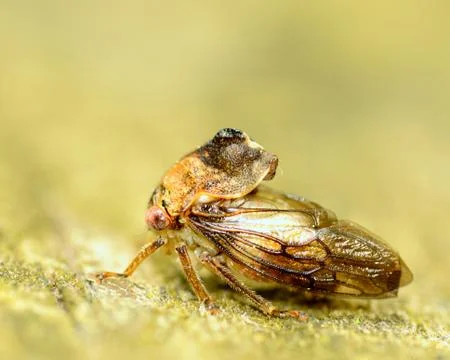 Treehopper Stock Photos
