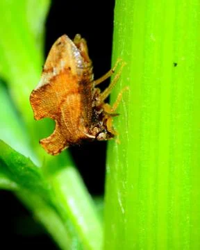 Treehopper Stock Photos