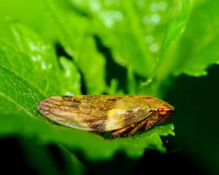 Treehopper Stock Photos