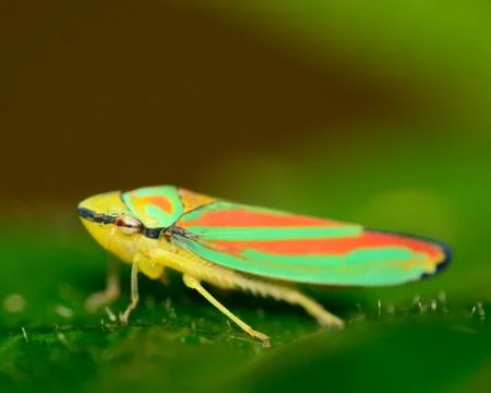 Treehopper Stock Photos