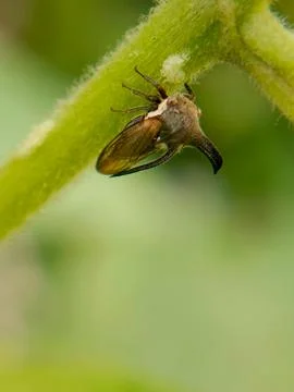 Treehopper Fotos de archivo