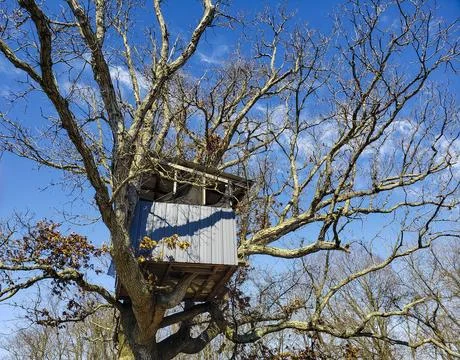 Treehouse in a Bare Tree in Late Winter Stock Photos