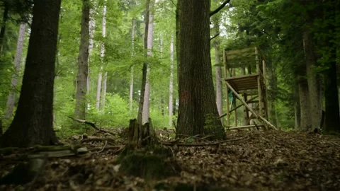 Treehouse in a Forest Video stock 171242745