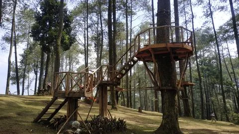 Treehouse in a Serene Pine Forest Stock Photos