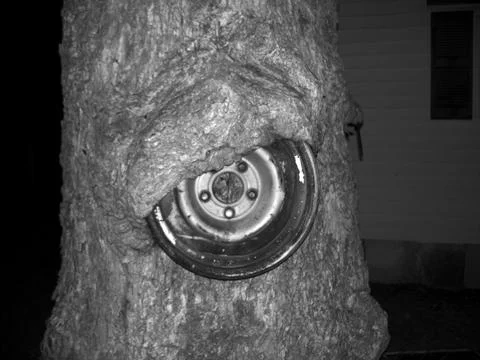 TreeHub Stock Photos