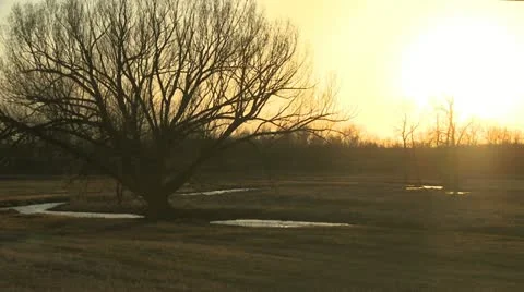 Treeinfieldandstream 動画素材 10882022