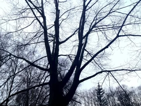 Tree.JPG Foto stock