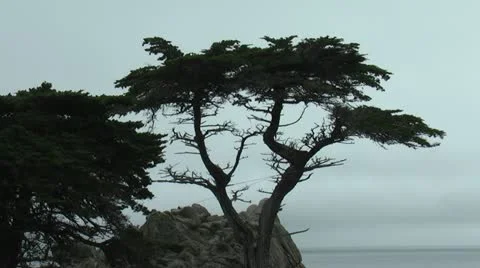 Treel with cliff in background in Carmel Stock-Footage 11299246