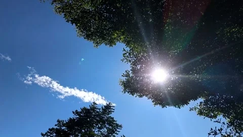 Treeleaves with sunray Stock Footage 321523472